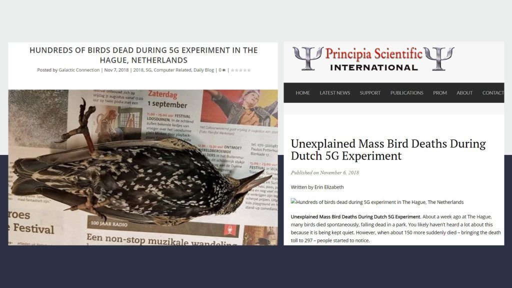 নেদারল্যান্ডসে পাখি মৃত্যু