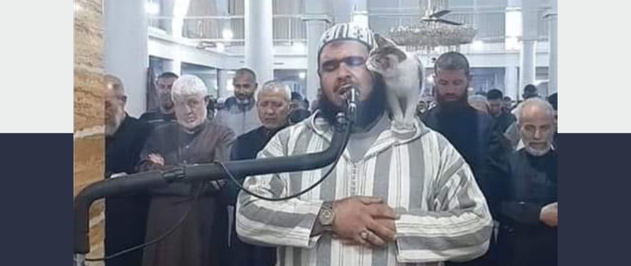 Imam Cat Feature Image