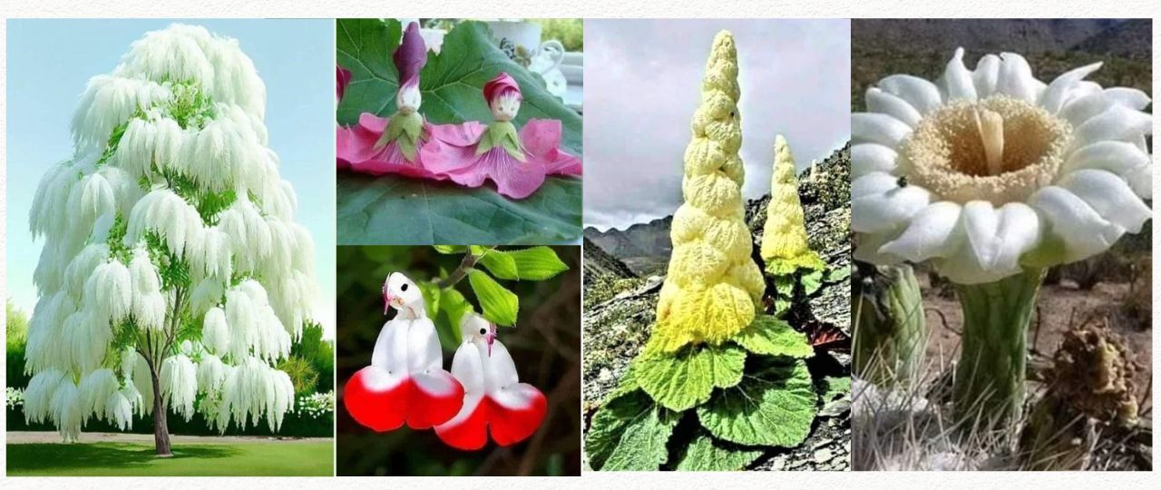 Flower Claim Feature Image
